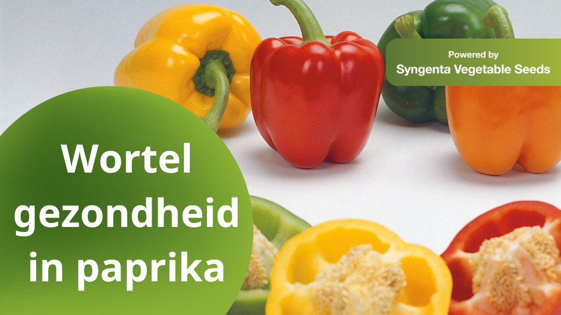 Wortelproblemen in paprika Syngenta