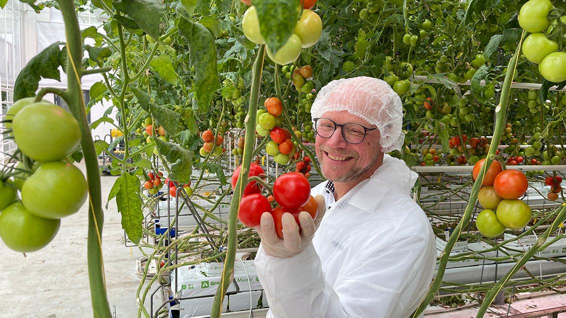 1132x637_tomaten_blog