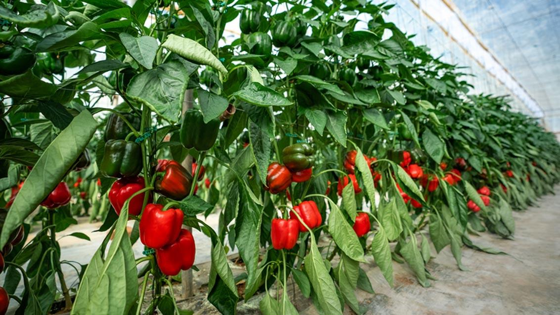 SENSEI és HOKKAIDO kaliforniai paprika fajtaújdonságok a Syngenta-tól