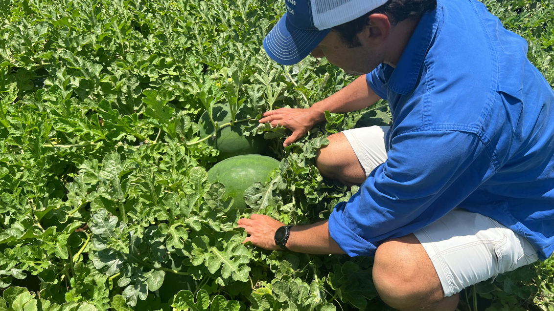 Watermelon news article