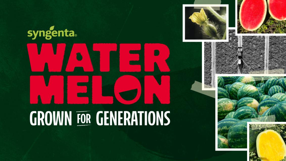 Syngenta Watermelon Grown for Generations Logo, Whole and Sliced Watermelon, and a Field of Watermelon with Tractor