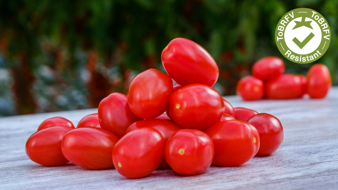 ToBRFV varieties