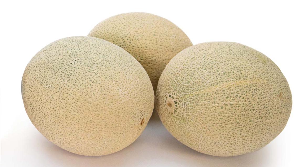 melon_comparison_1