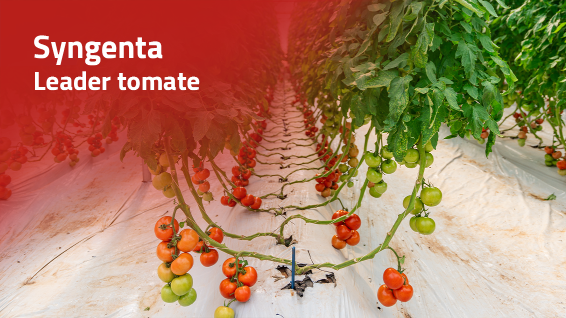 Tomate