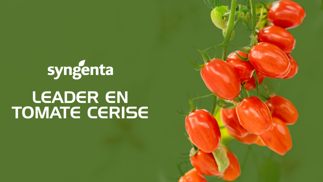 Tomate
