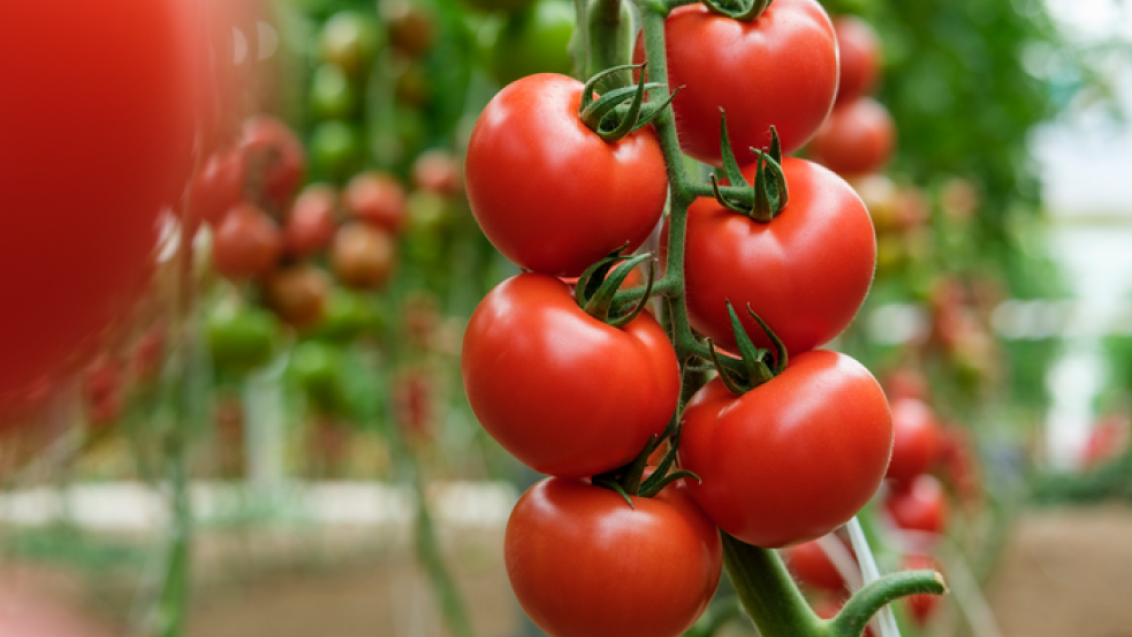 Tomate pentru ciclul 2 de cultură