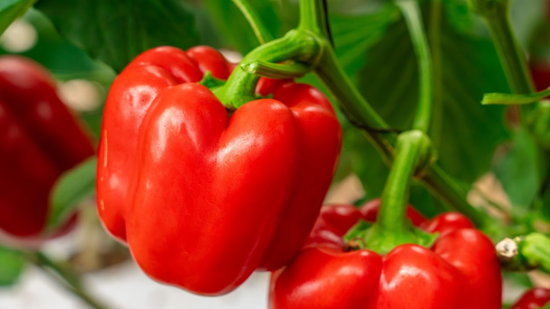 SAITAMA PEPPER