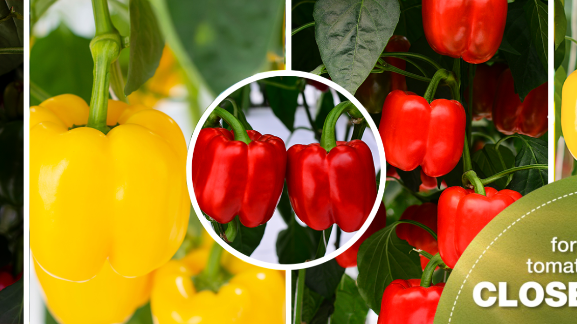 Banner Sweet Peppers