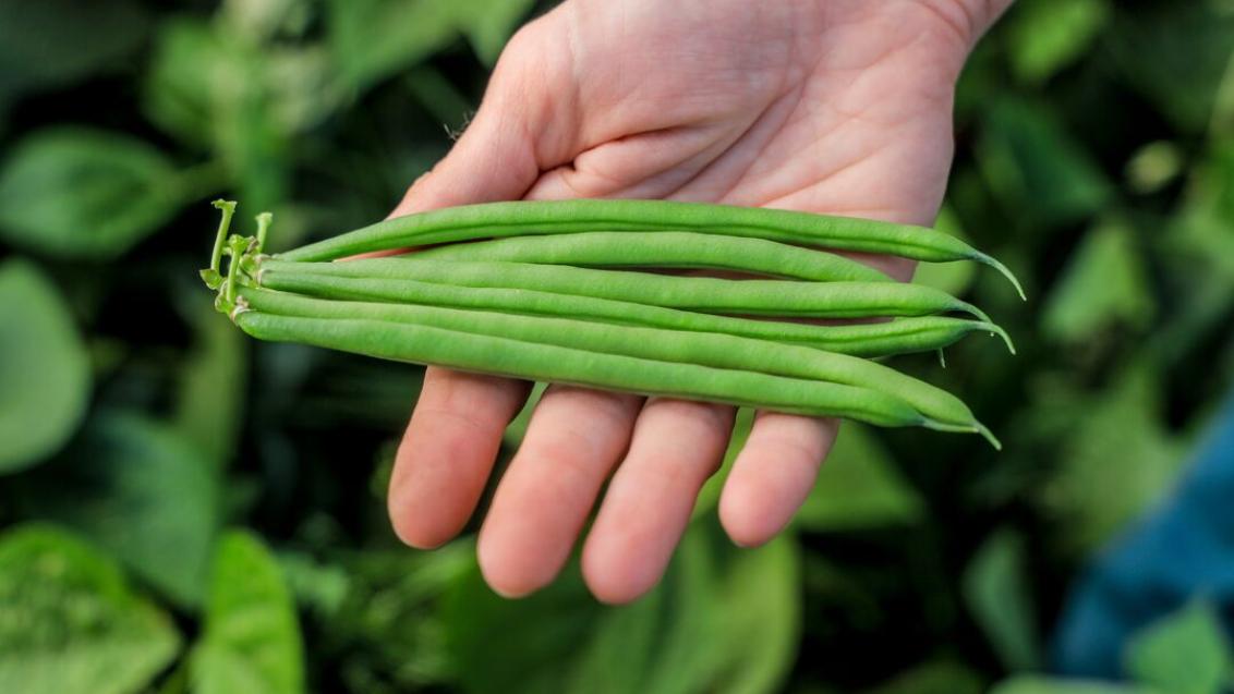 Légumes d'industrie