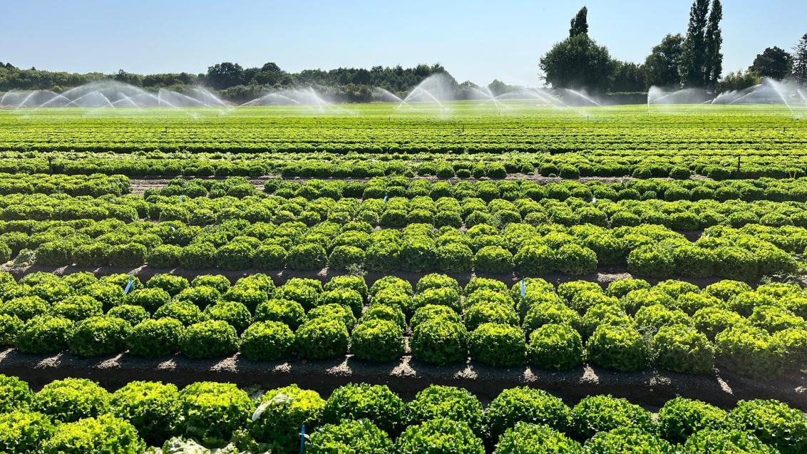 salades