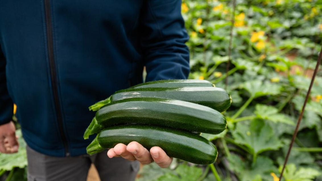 courgette