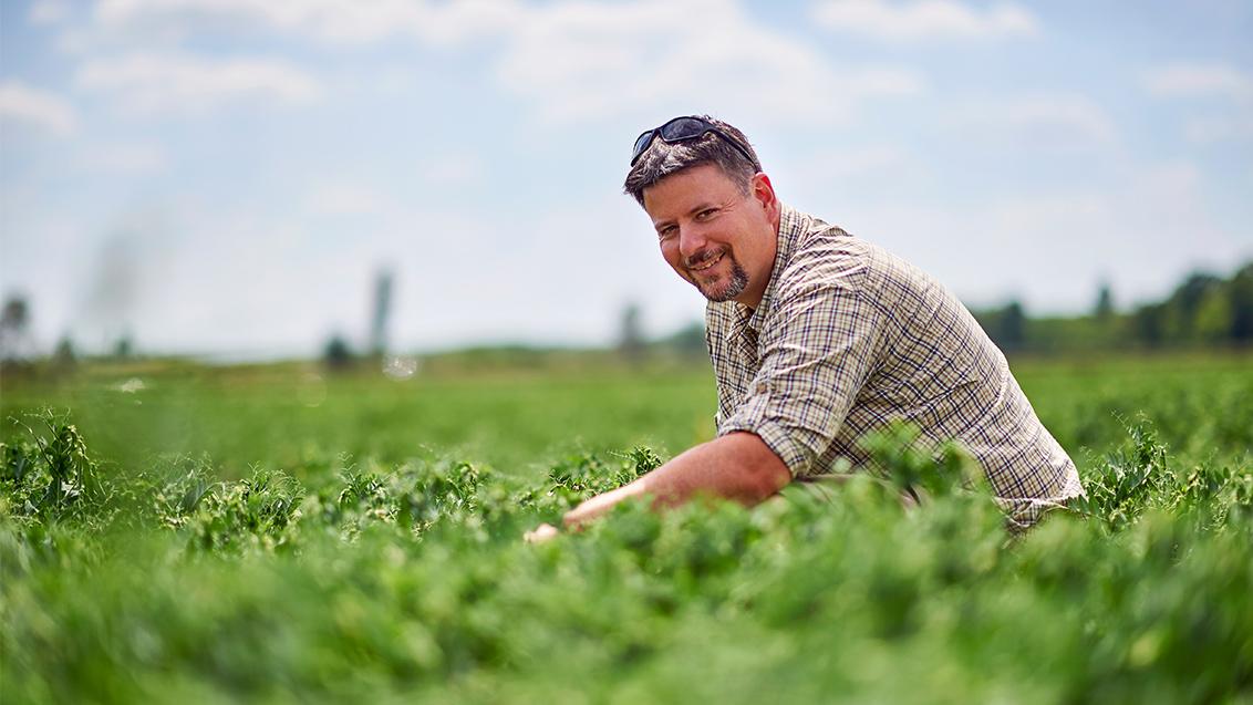 Fedezze fel a Syngenta zöldborsó fajtáinkat, amelyeket a termelők kedvencei