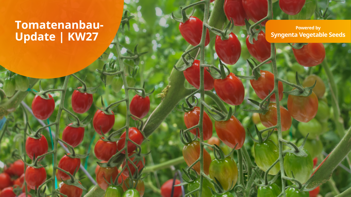 Image: Tomatenanbau-Update KW27