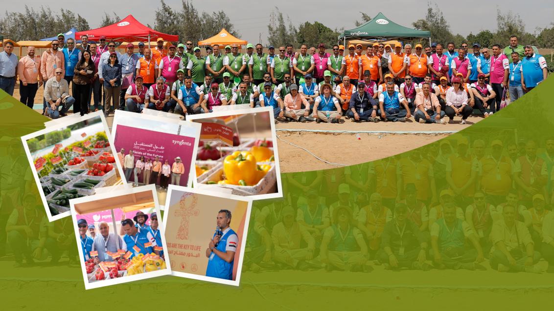 Syngenta Egypt 