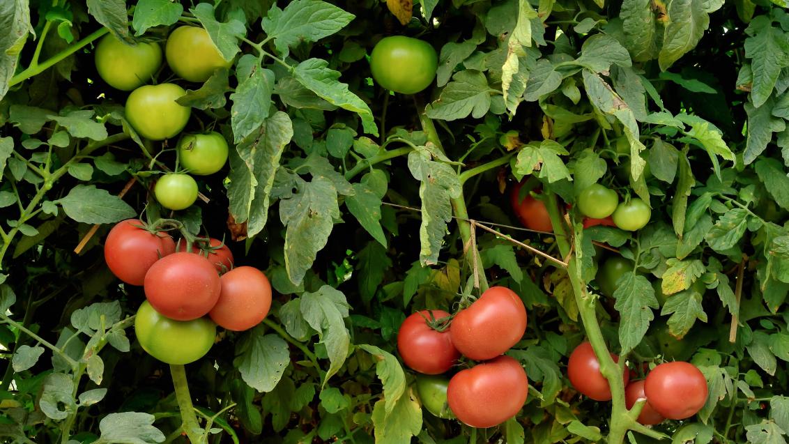 Tomato Veraneio