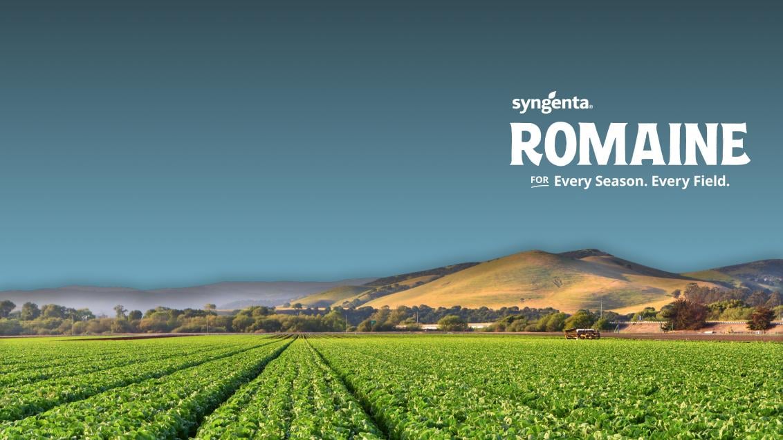 Romaine lettuce field with blue sky