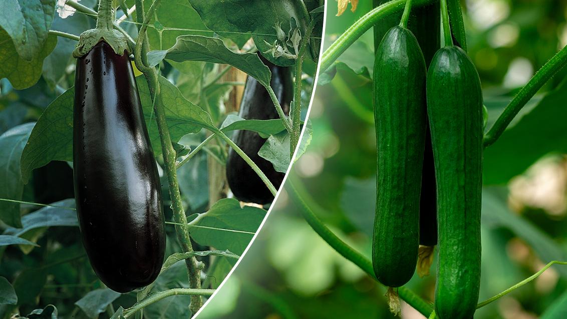 Crop Syngenta