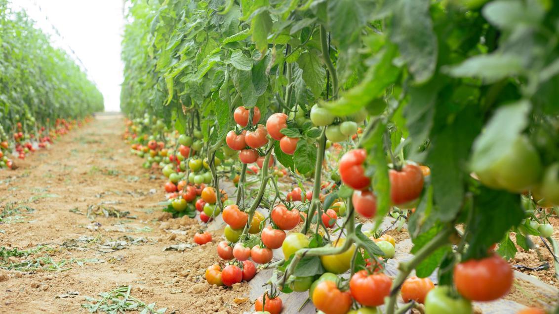 Tomate