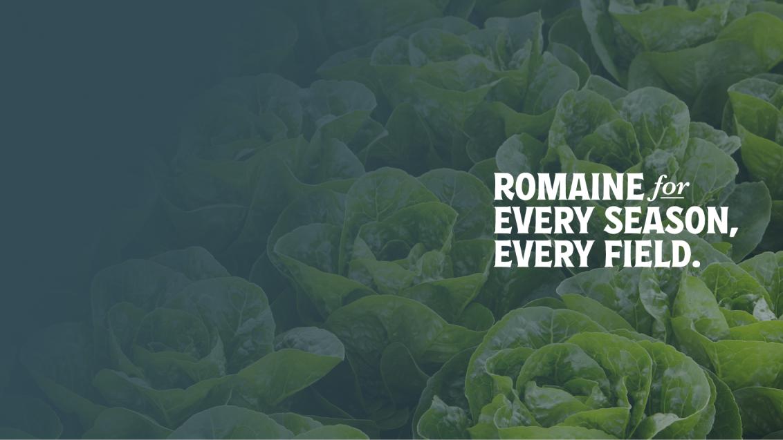 Romaine lettuce, with white text overlaid saying Romaine for every season, every field.
