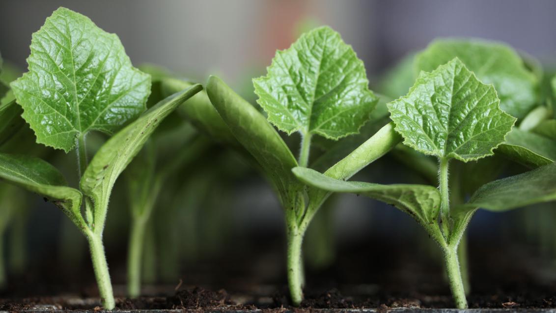 Rootstock