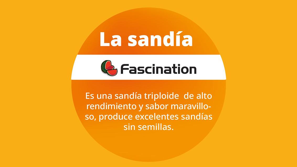 banners_sandias_5.jpg