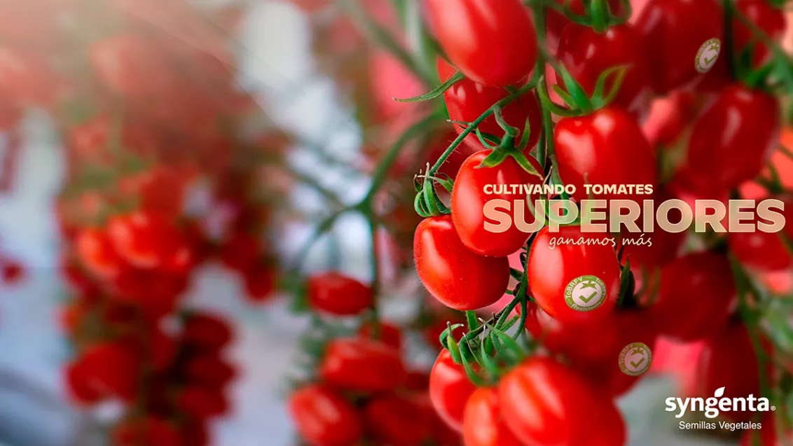 tomatessuperiores_2025
