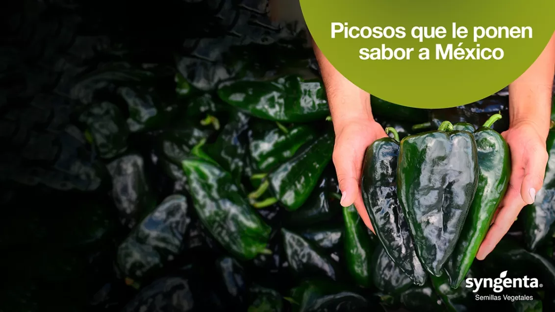 banner_chiles_picosos_registrate