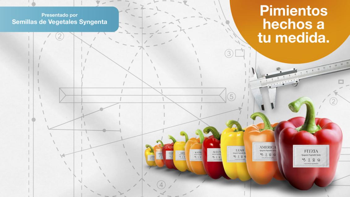 portafoliopimientos_2025