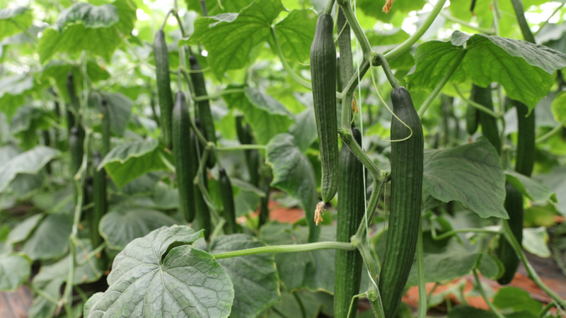 Cucumber