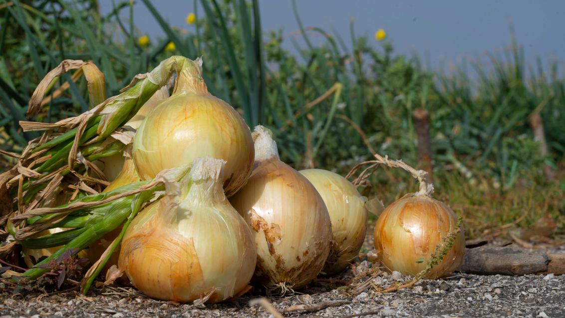 Onion