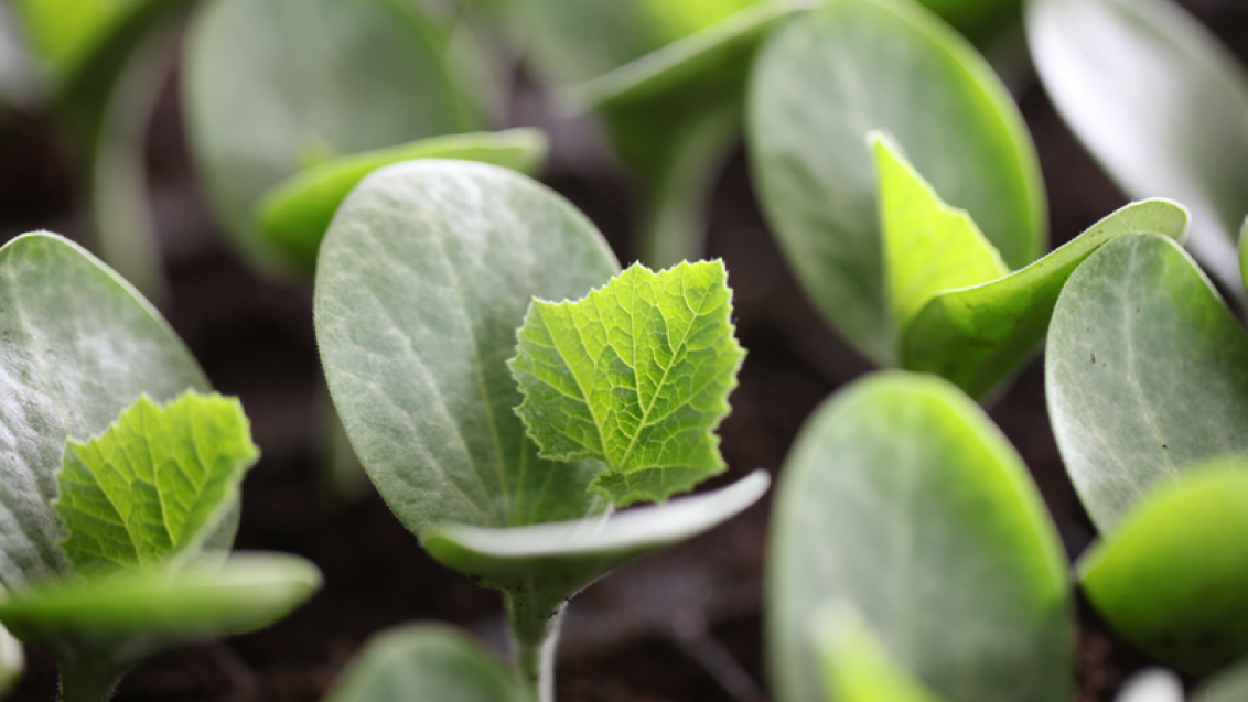 Rootstock