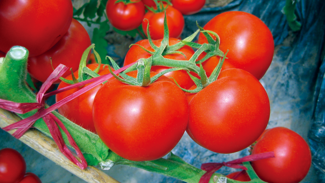Tomatos