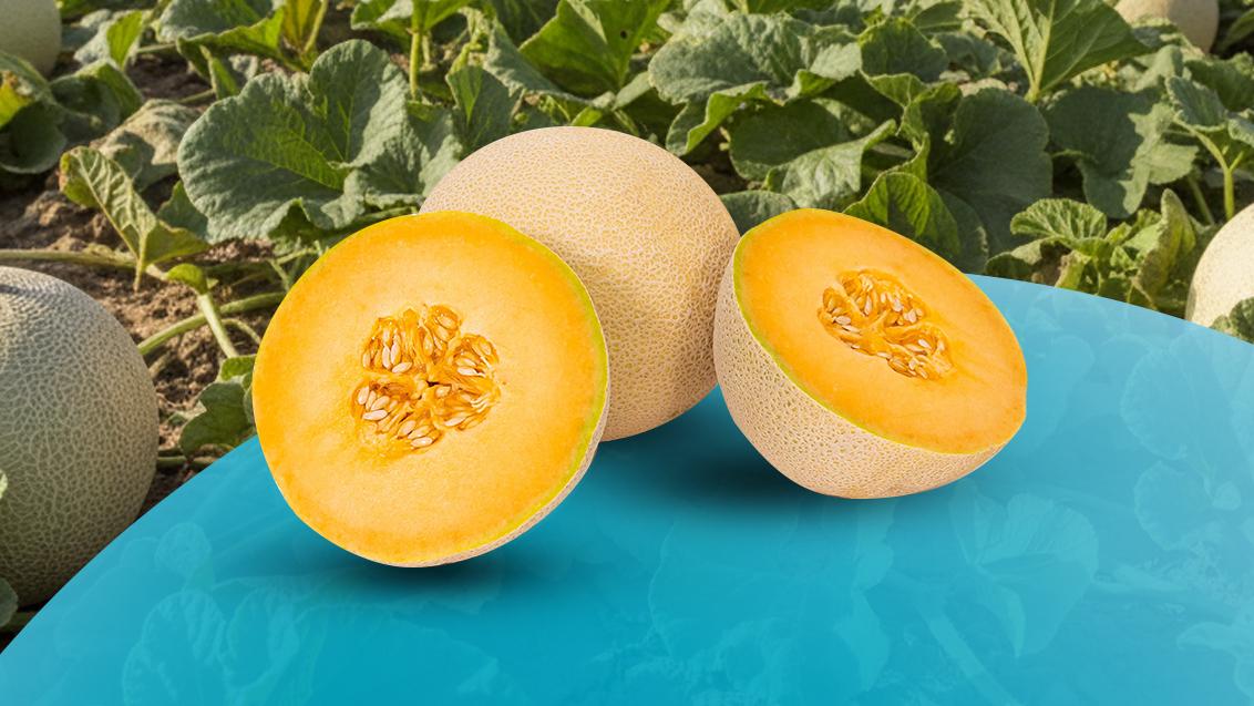 Melon