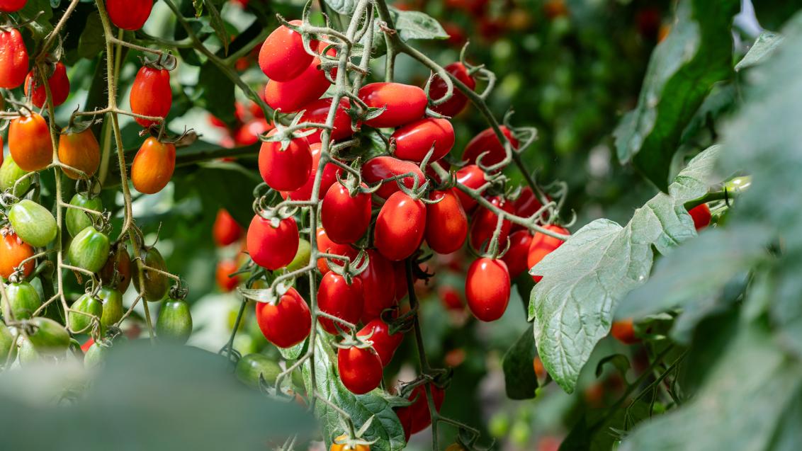 tomato main image.jpg
