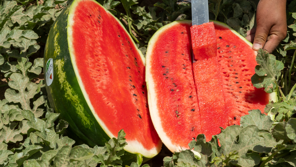 watermelon