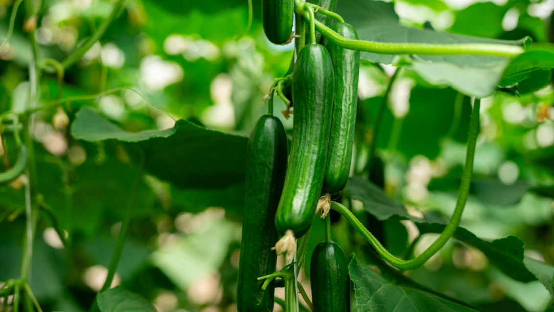 cucumber