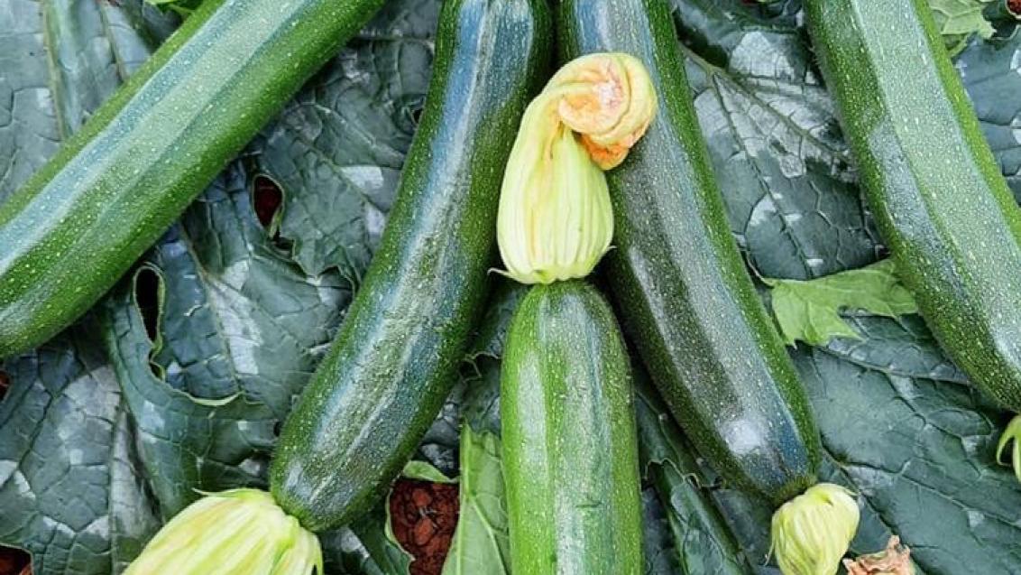 Squash