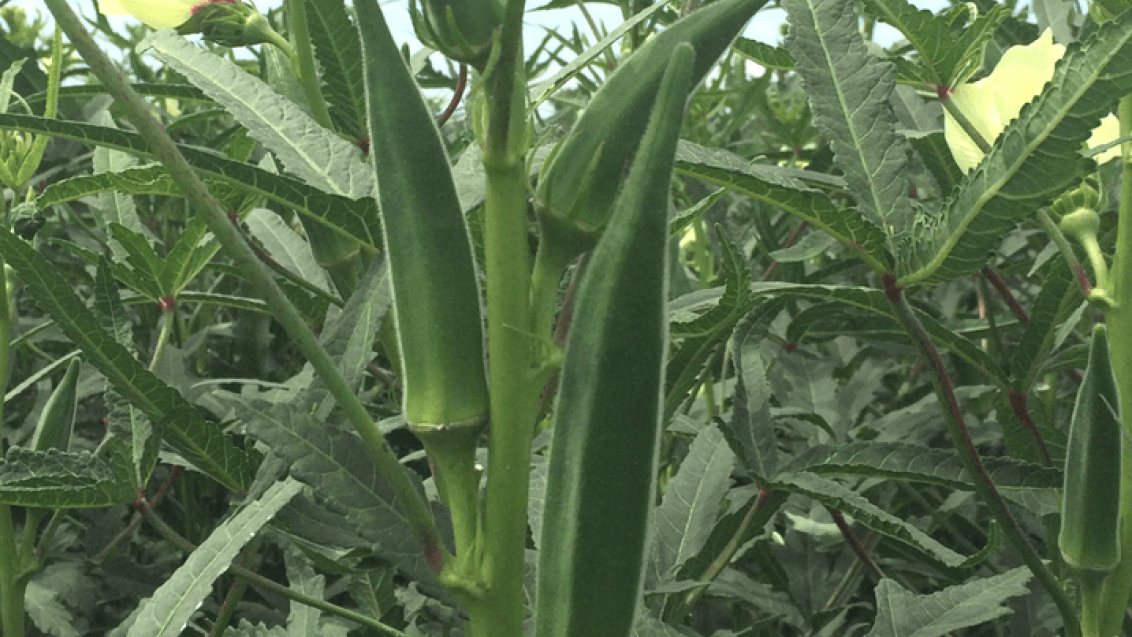 okra