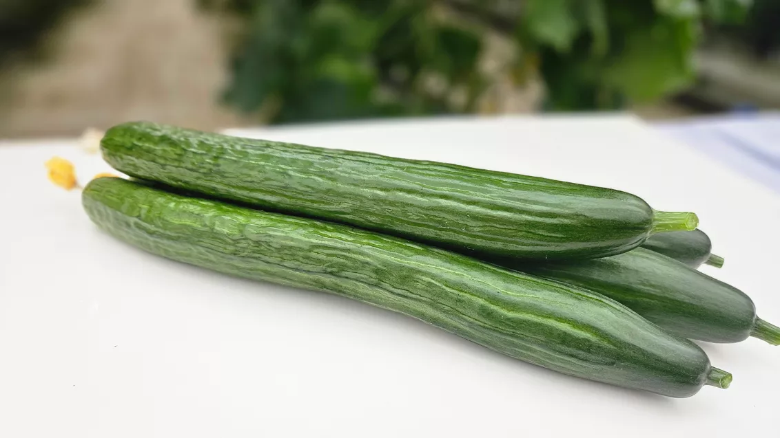 cucumber_summer_news_bg_main