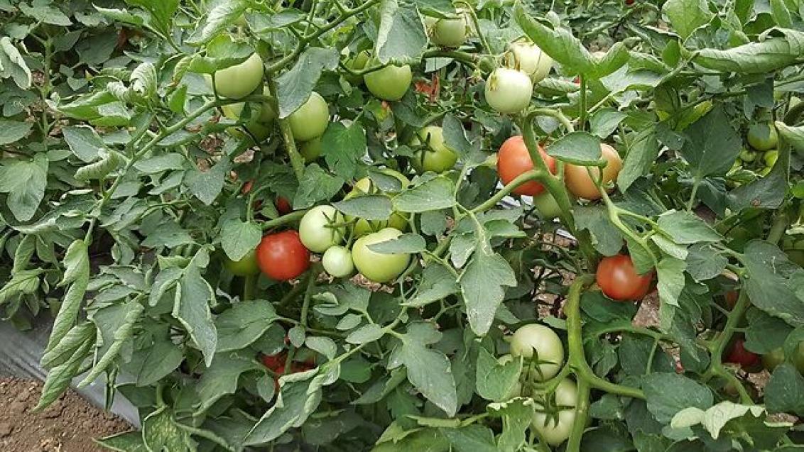 syngenta tomato