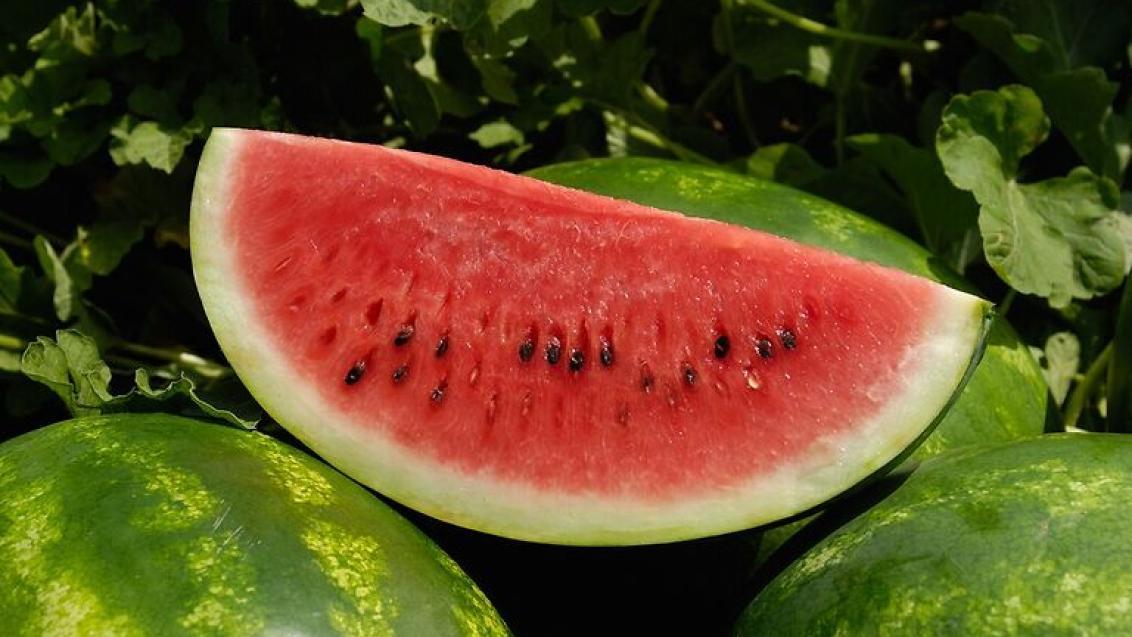 syngenta_semena