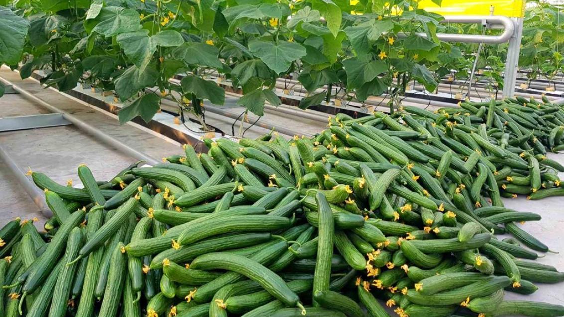 syngenta_semena_cucumber