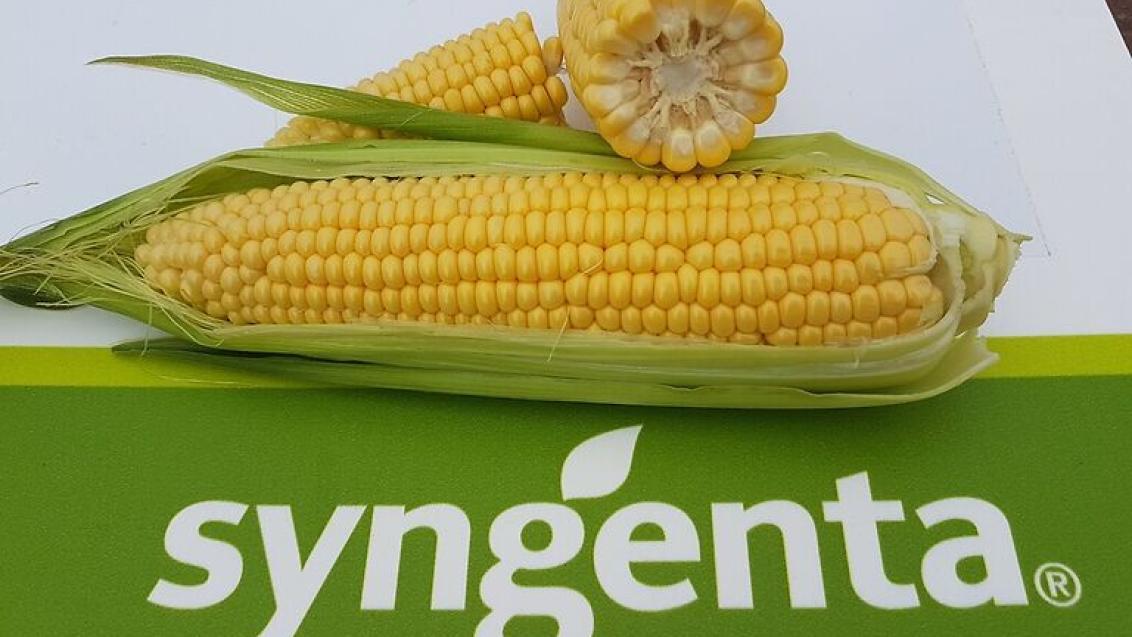 syngenta sweetcorn image