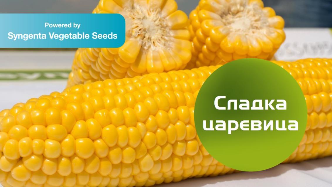 syngenta_sladka_carevica