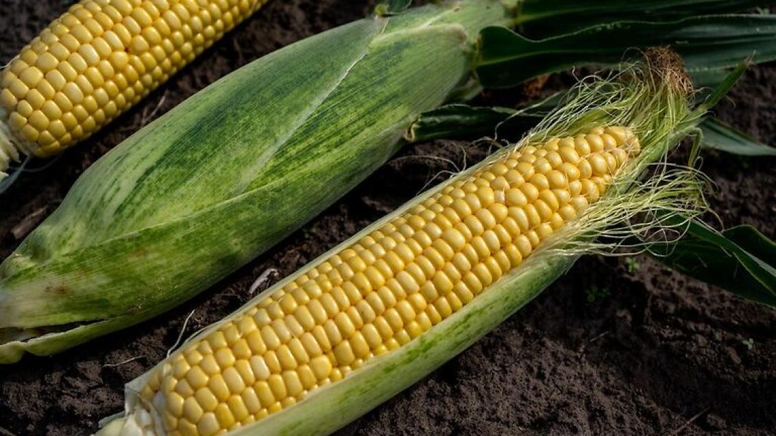 syngenta sladka carevica oranjeria