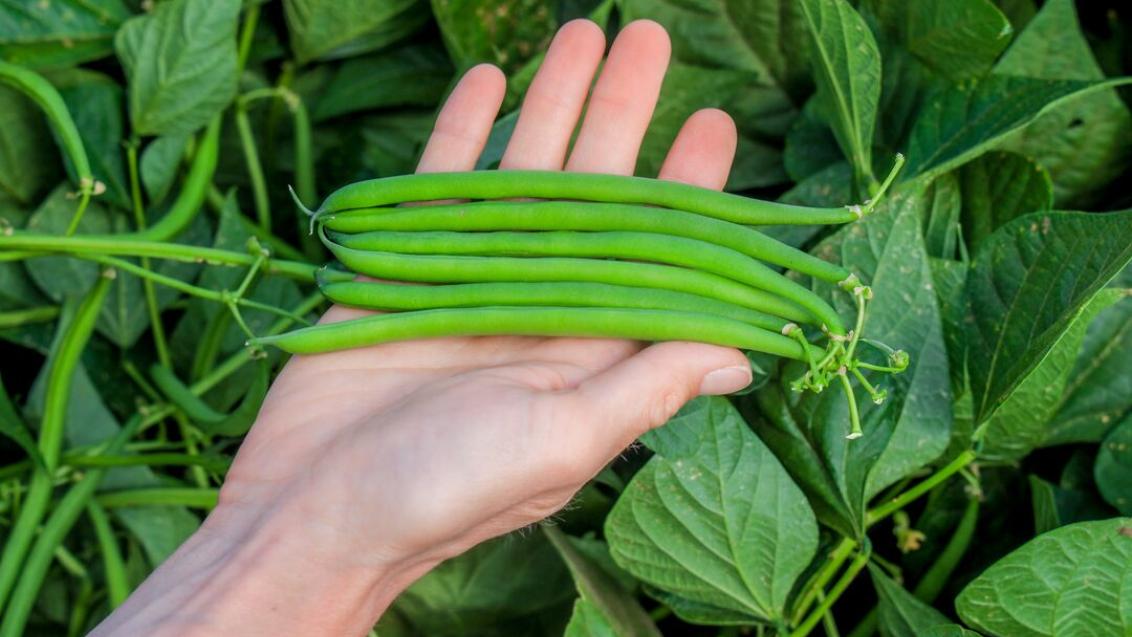 Jameson Garden Bean