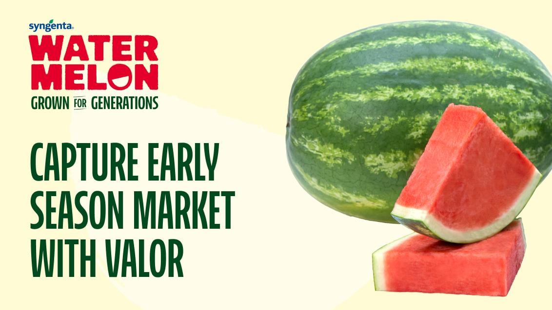 Watermelon Triangle Slice and Watermelon whole on a yellow background