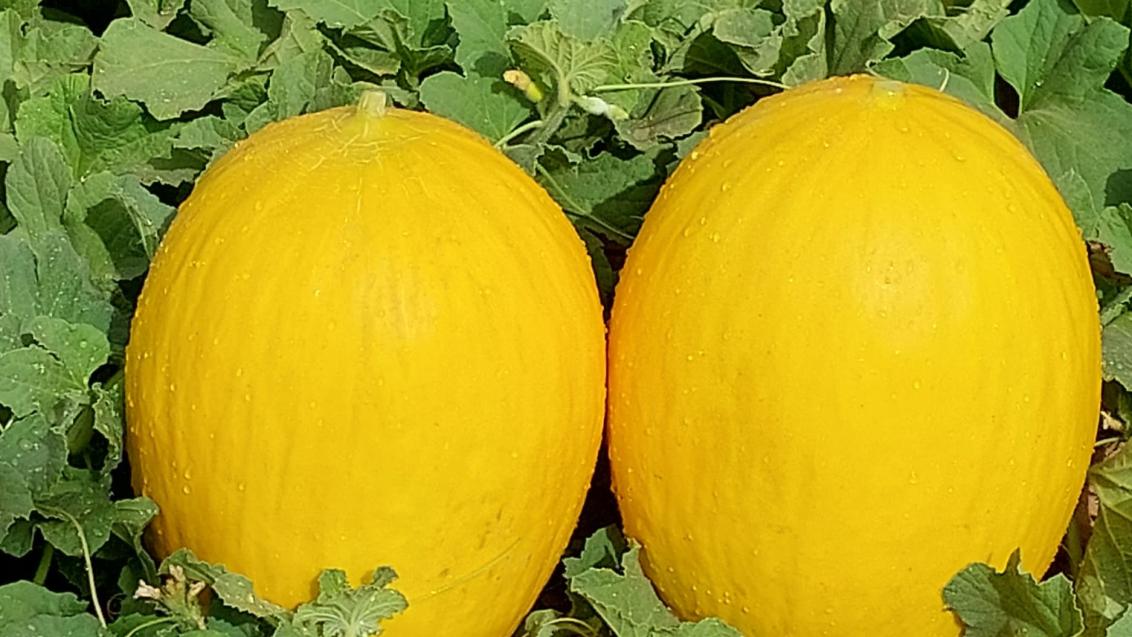 melon