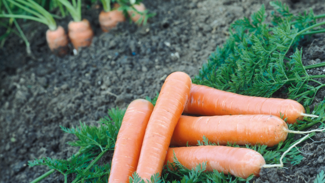 carrot