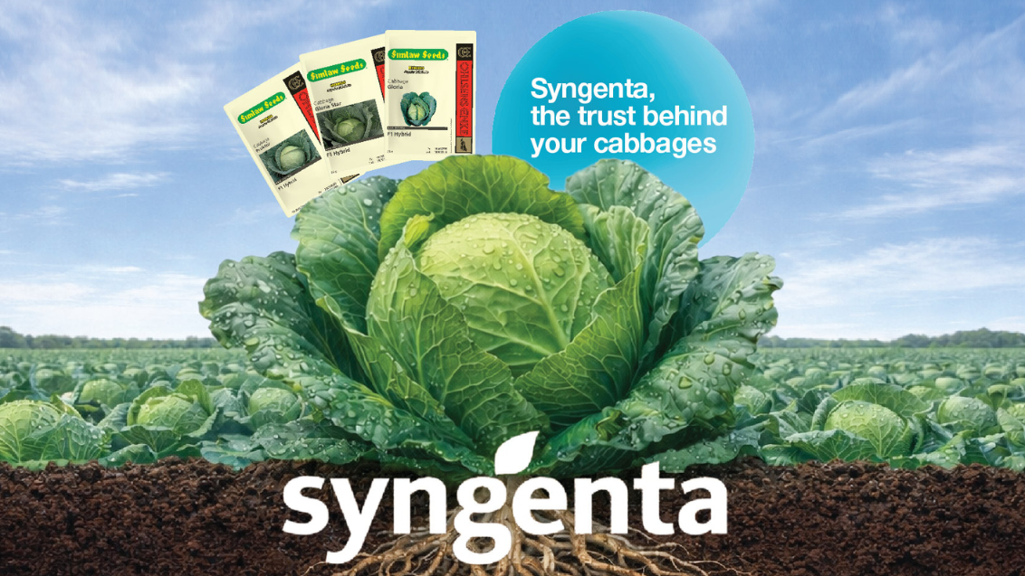 Ohlsen Enke Varieties Syngenta